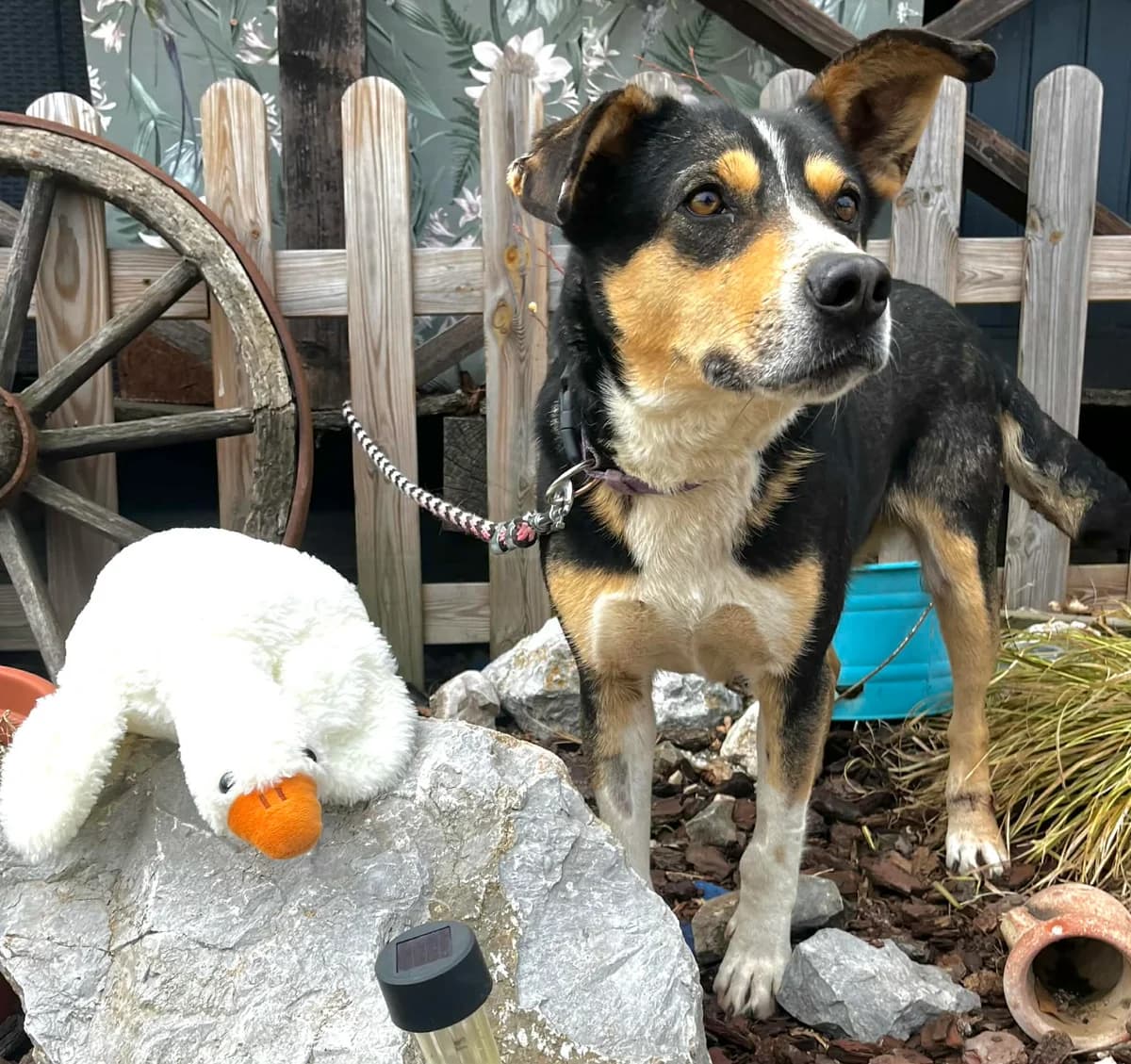 Dominika, female 5yo Mixed Breed for adoption at Malá farma