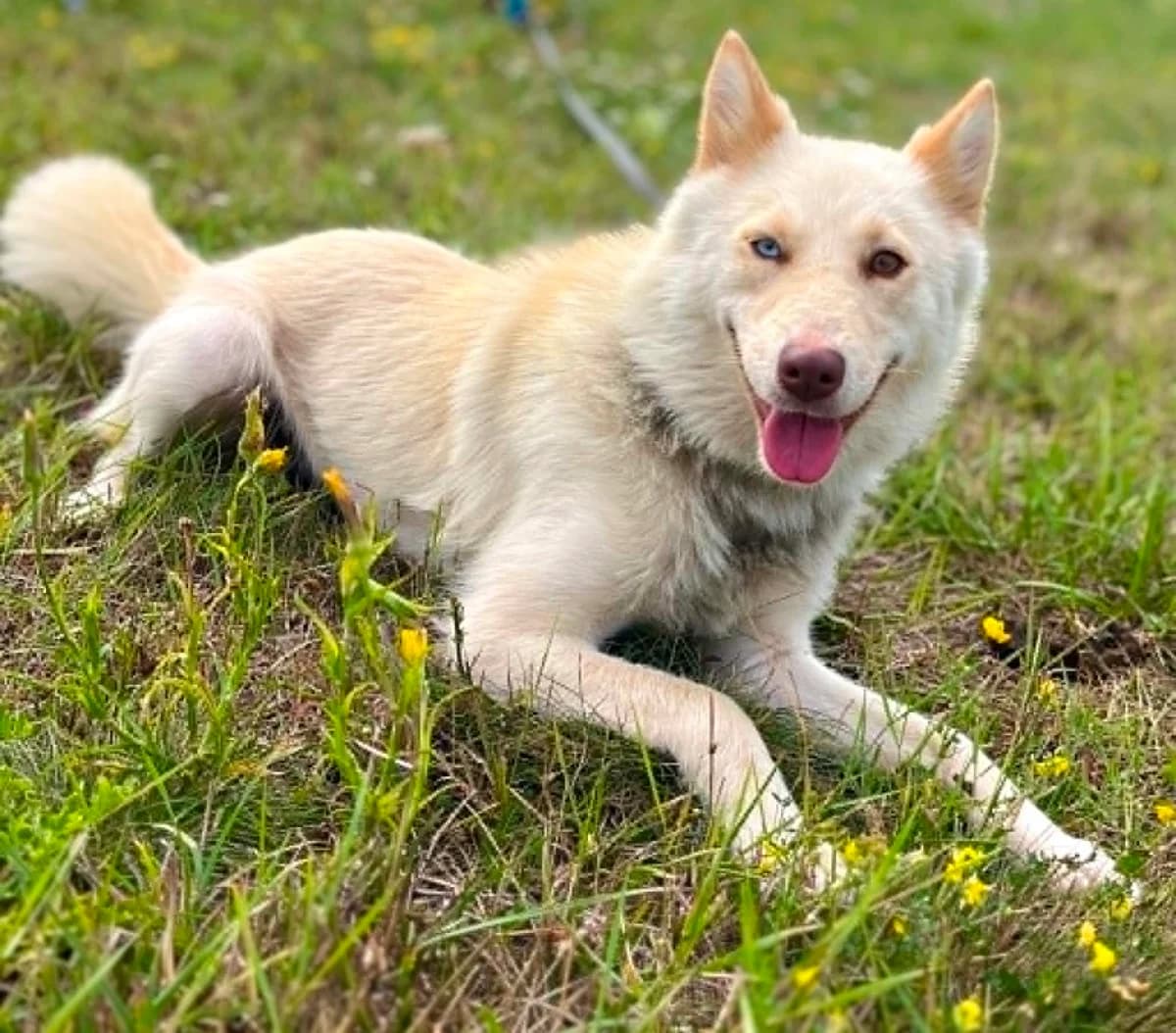 Eira, female young Mixed Breed for adoption at Malá farma