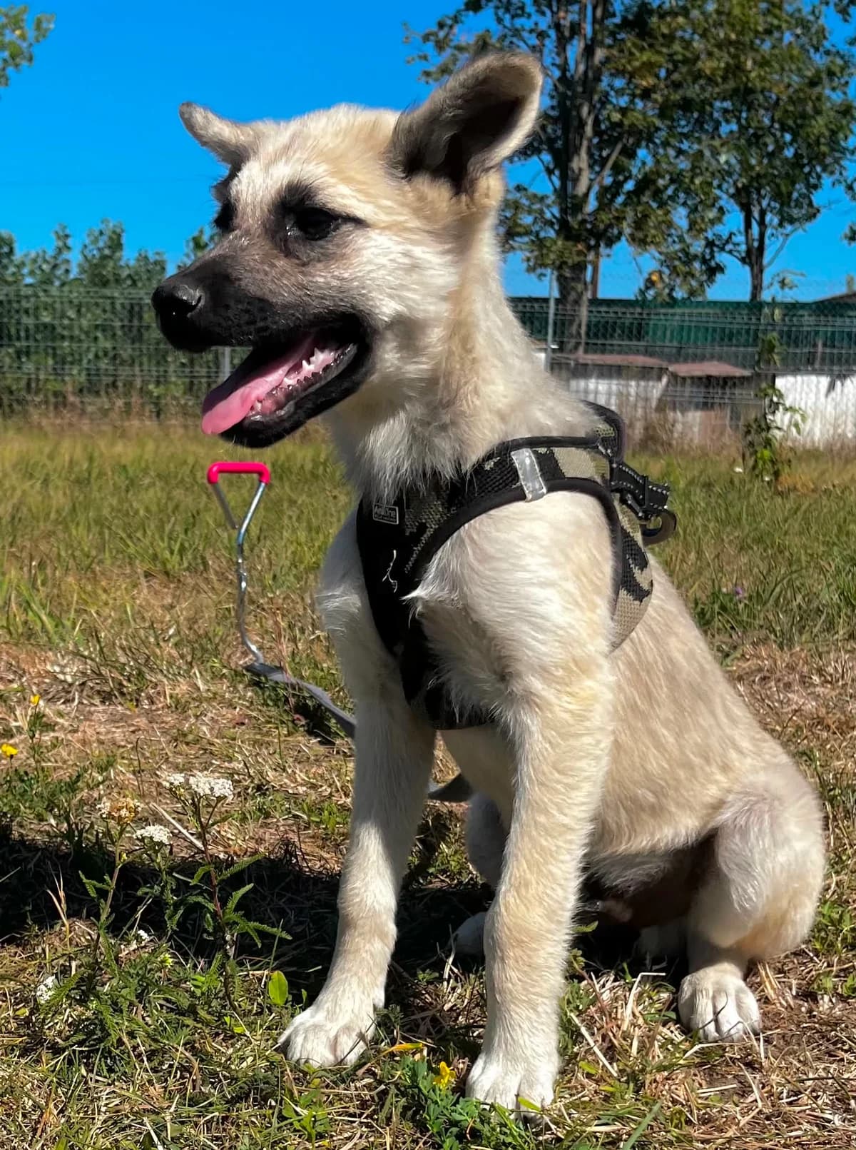 Ezor, Mixed Breed (Malá farma)