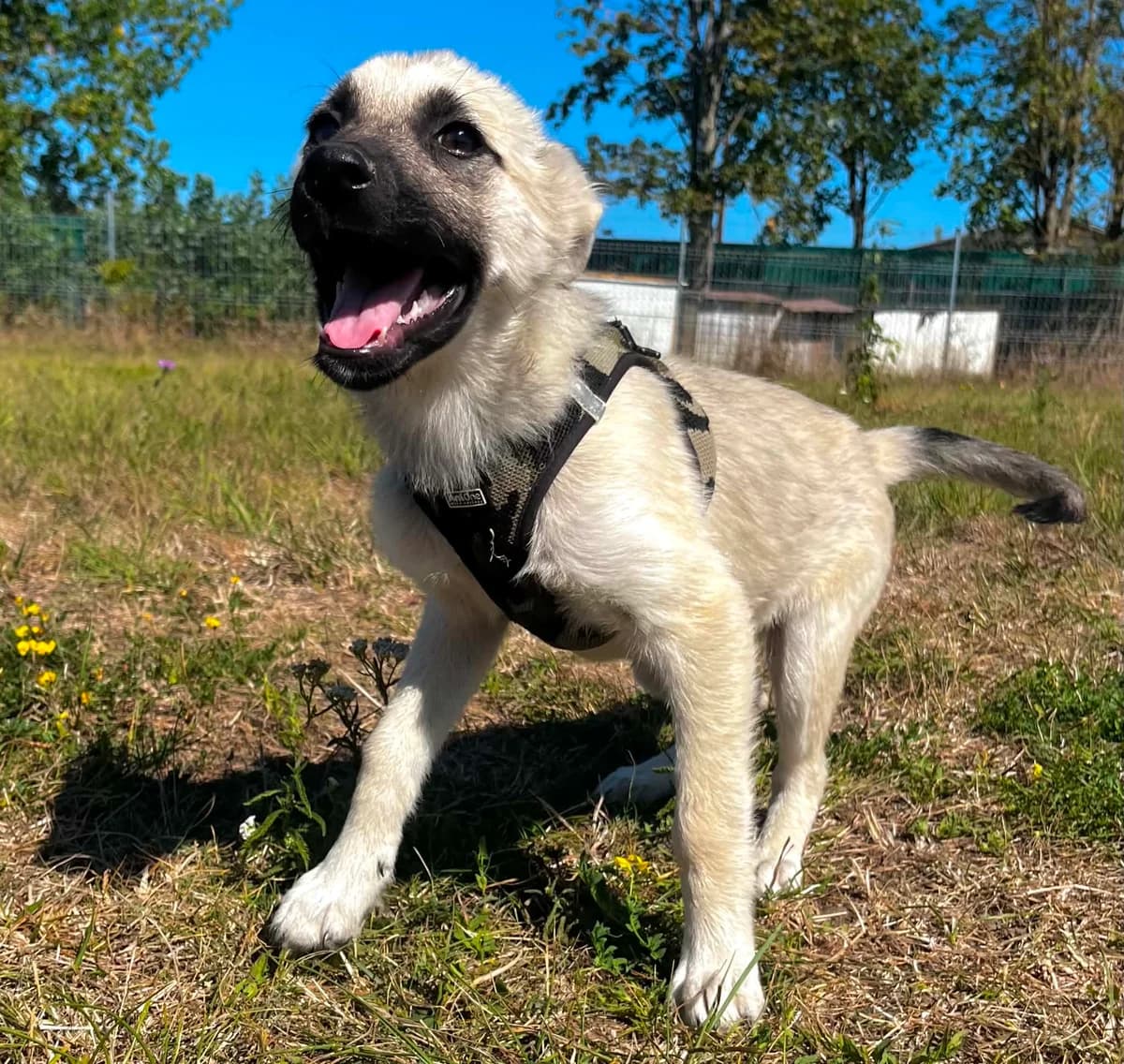 Ezor, male puppy Mixed Breed for adoption at Malá farma