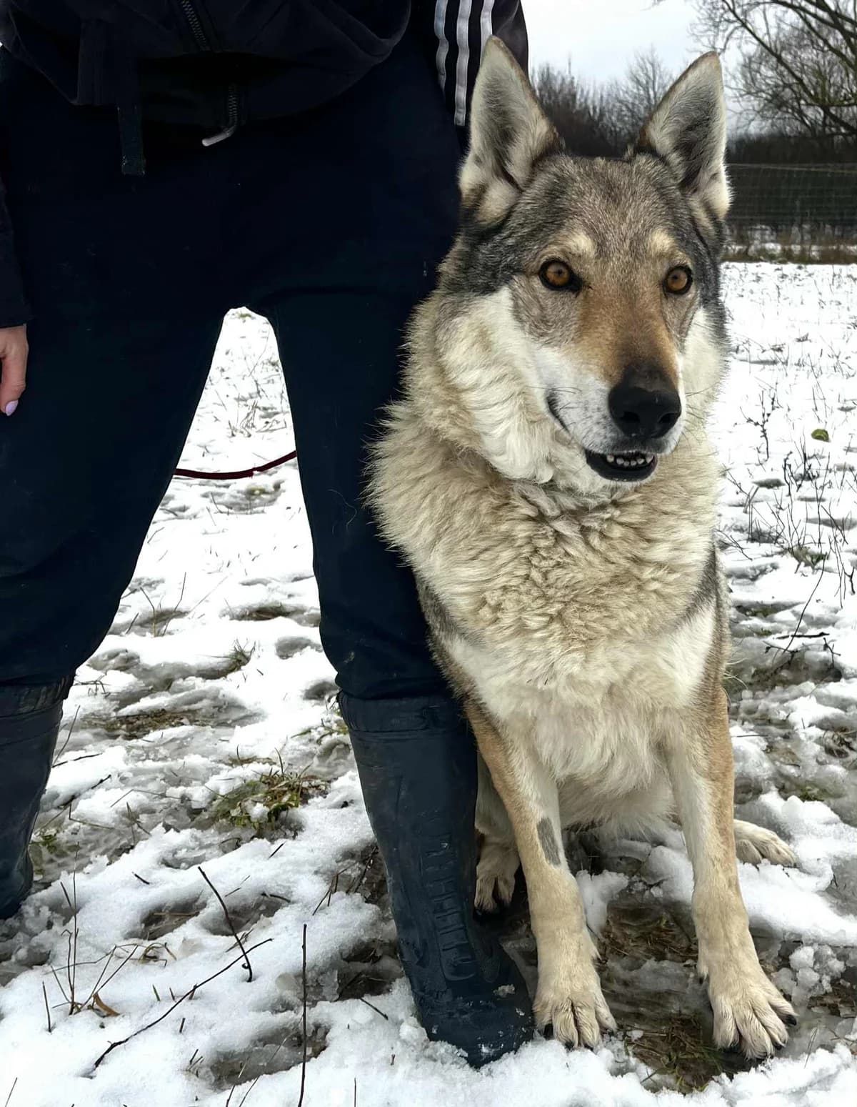 Fatra/Kia, female senior Mixed Breed for adoption at Malá farma