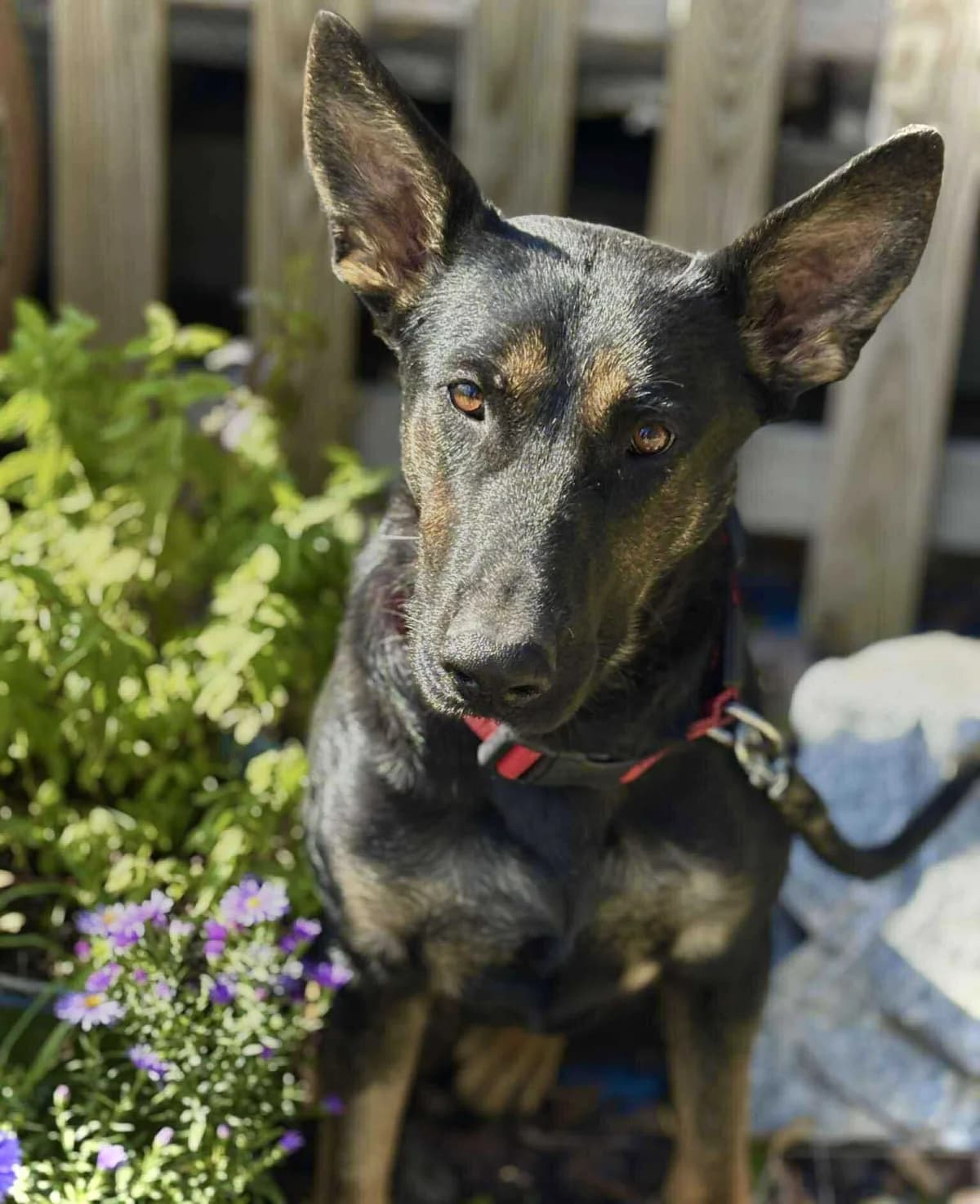 Fea, female young Mixed Breed for adoption at Malá farma