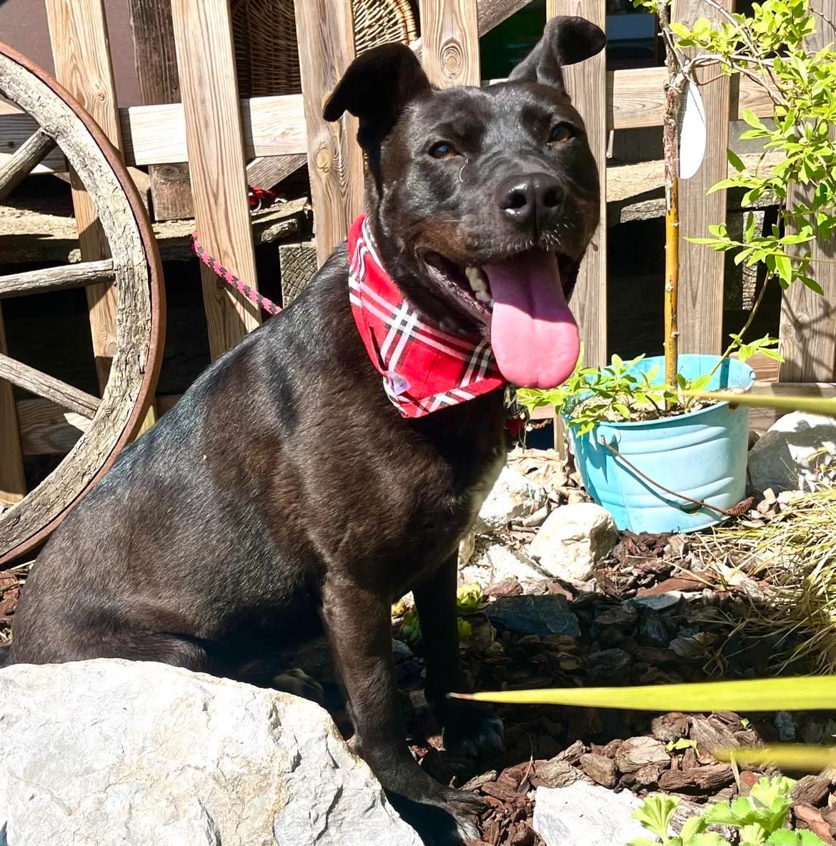 Fiora, female 5yo Mixed Breed for adoption at Malá farma