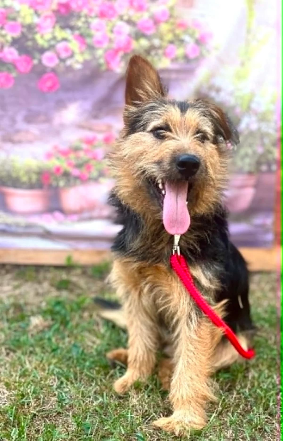 Forix, Mixed Breed (Malá farma)
