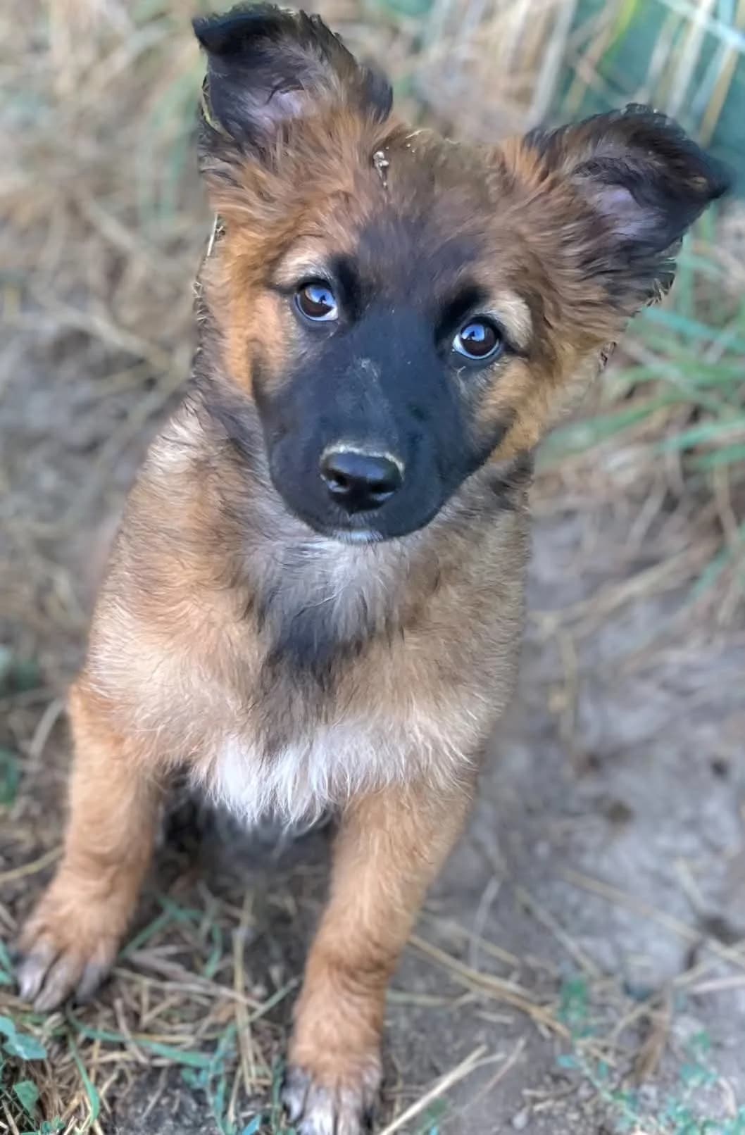Harra, Mixed Breed (Malá farma)