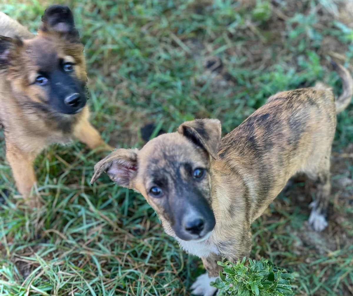 Harra, female puppy Mixed Breed for adoption at Malá farma