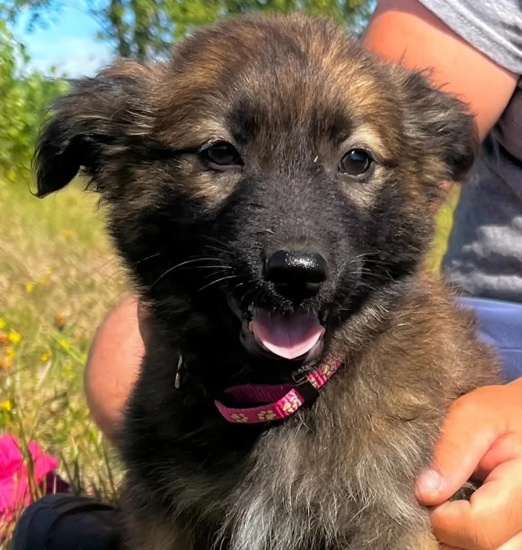 Havra, female puppy Mixed Breed for adoption at Malá farma