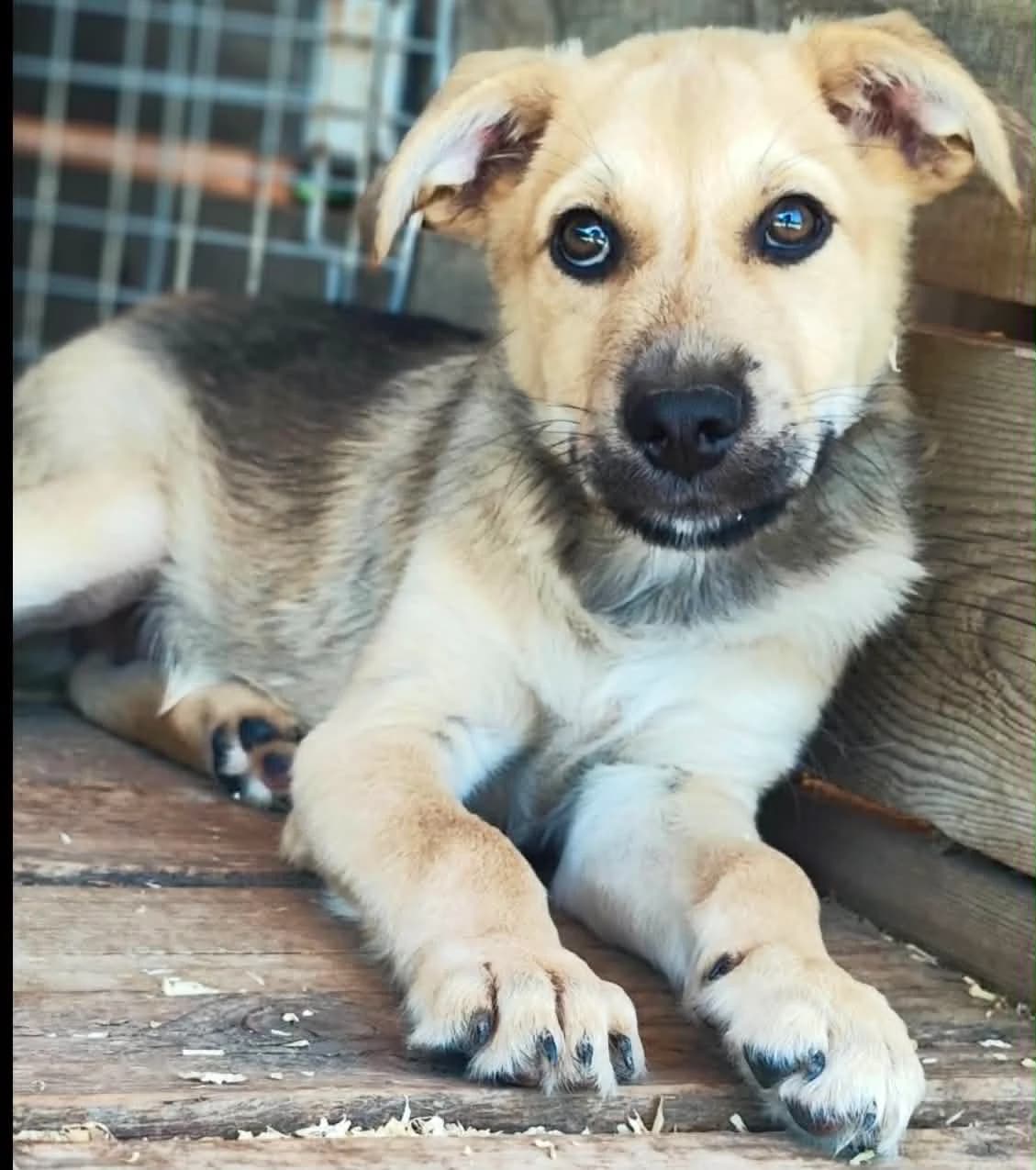 Hooper, male puppy Mixed Breed for adoption at Malá farma