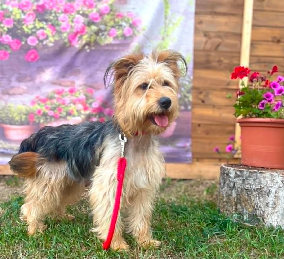 Keira, female young Mixed Breed for adoption at Malá farma