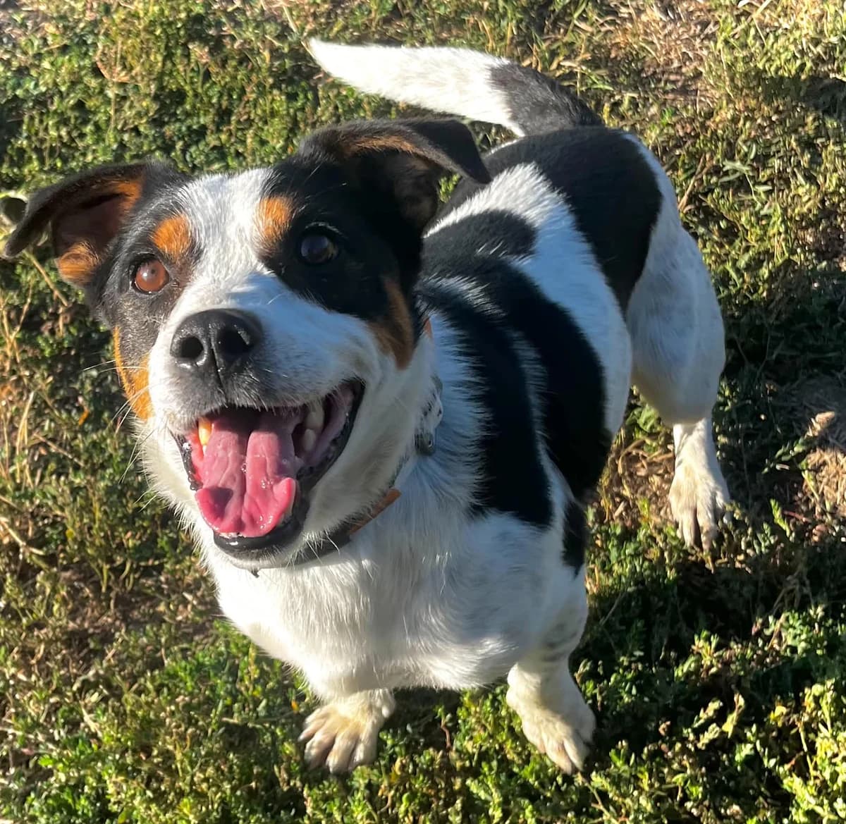 Kobi, male young Mixed Breed for adoption at Malá farma