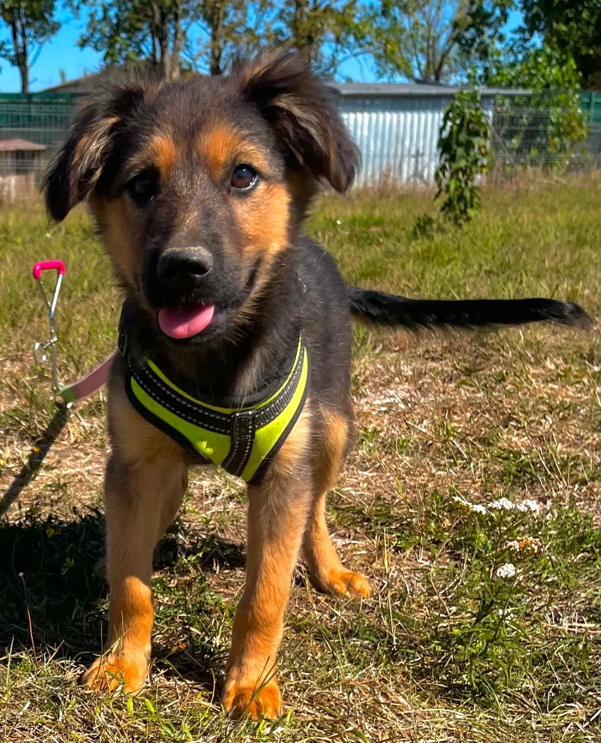 Kody, Mixed Breed (Malá farma)