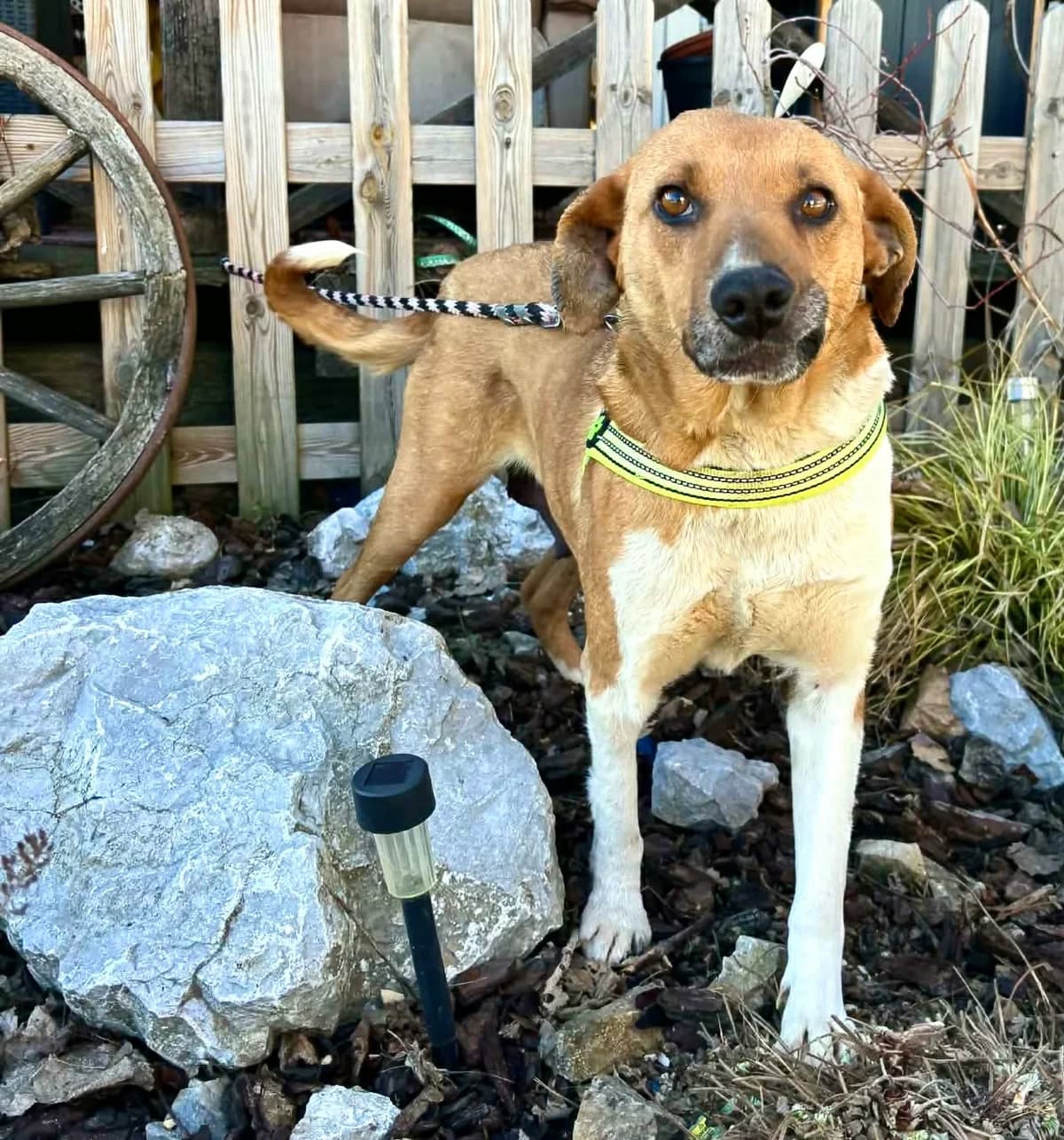 Lejdy, female 5yo Mixed Breed for adoption at Malá farma
