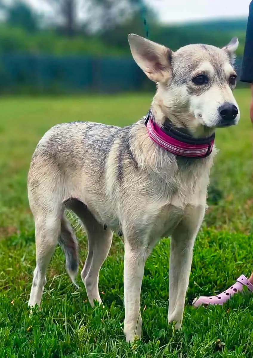 Letty, female young Mixed Breed for adoption at Malá farma