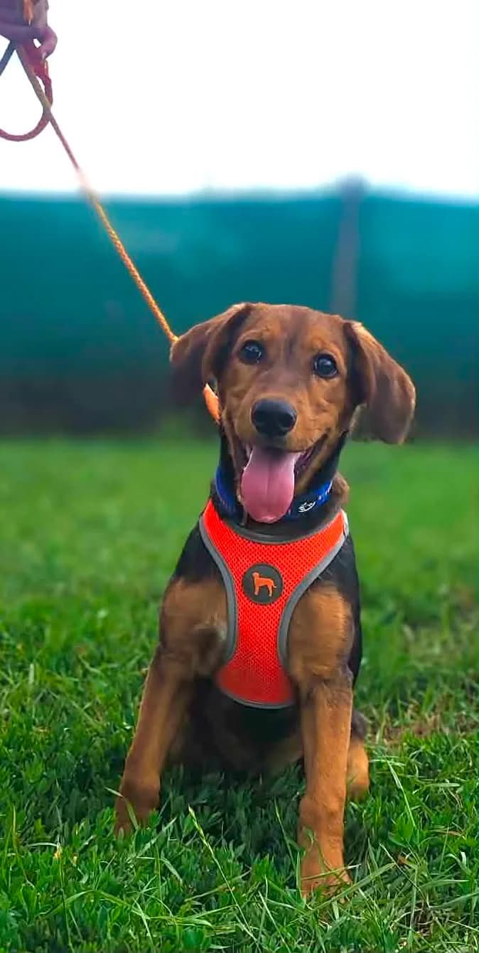 Majky, male puppy Mixed Breed for adoption at Malá farma