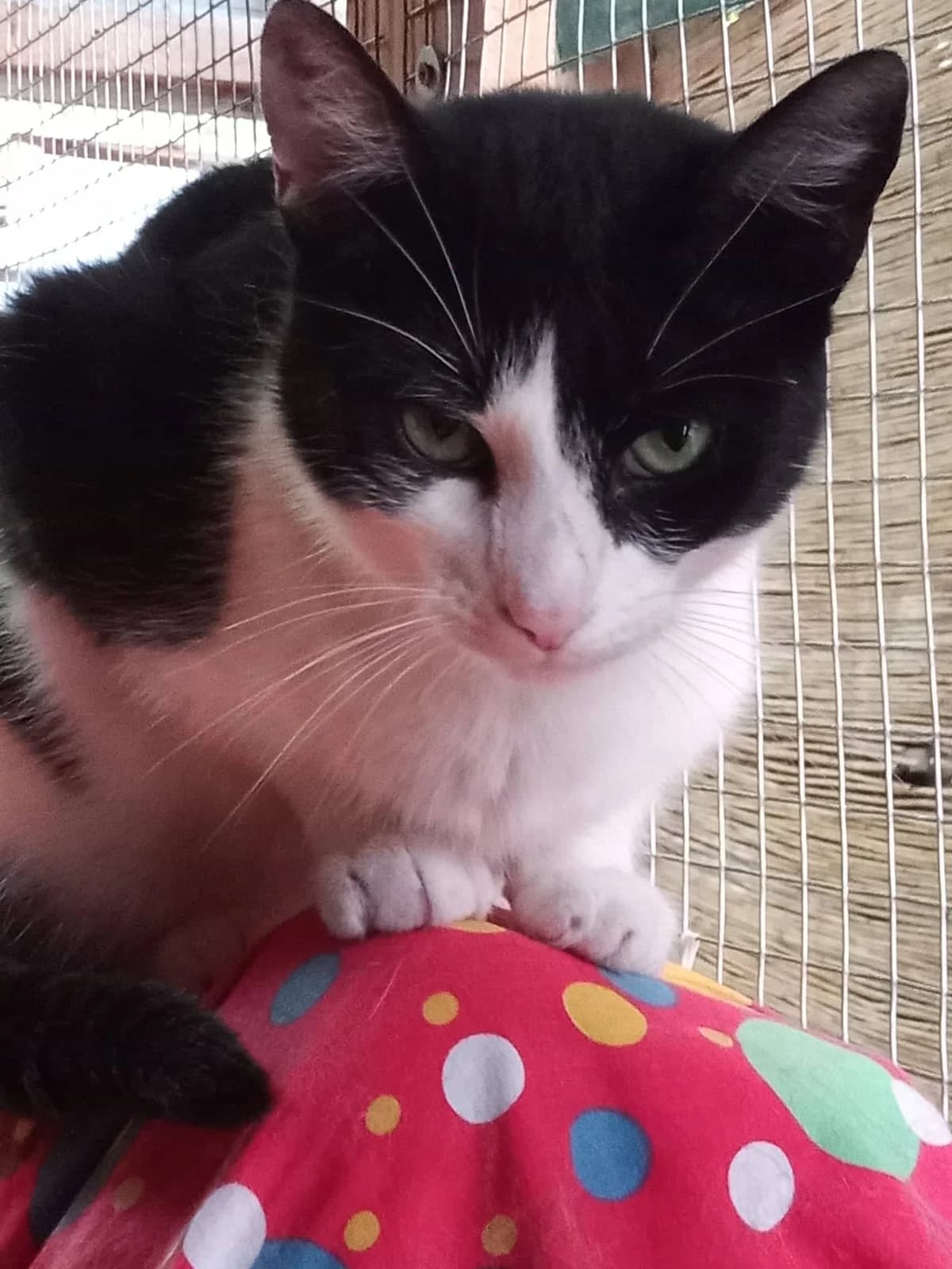 Maura, female young Mixed Breed for adoption at Malá farma