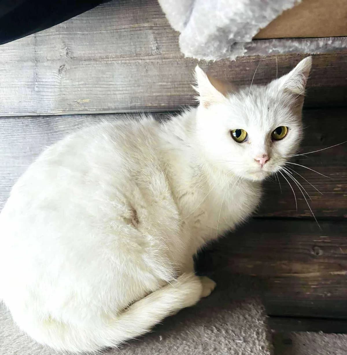 Meluzína, female young Mixed Breed for adoption at Malá farma