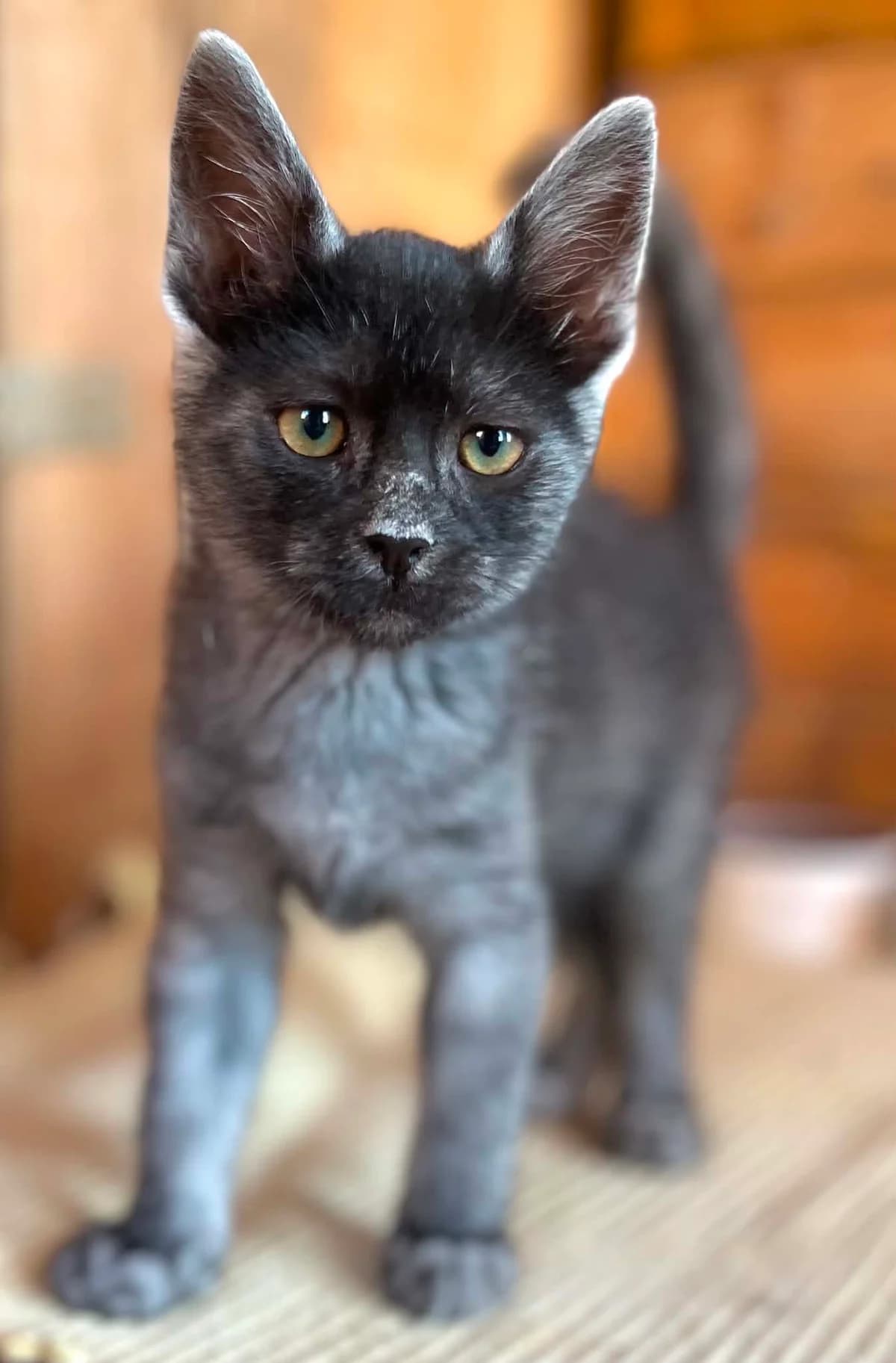 Mio, Mixed Breed (Malá farma)