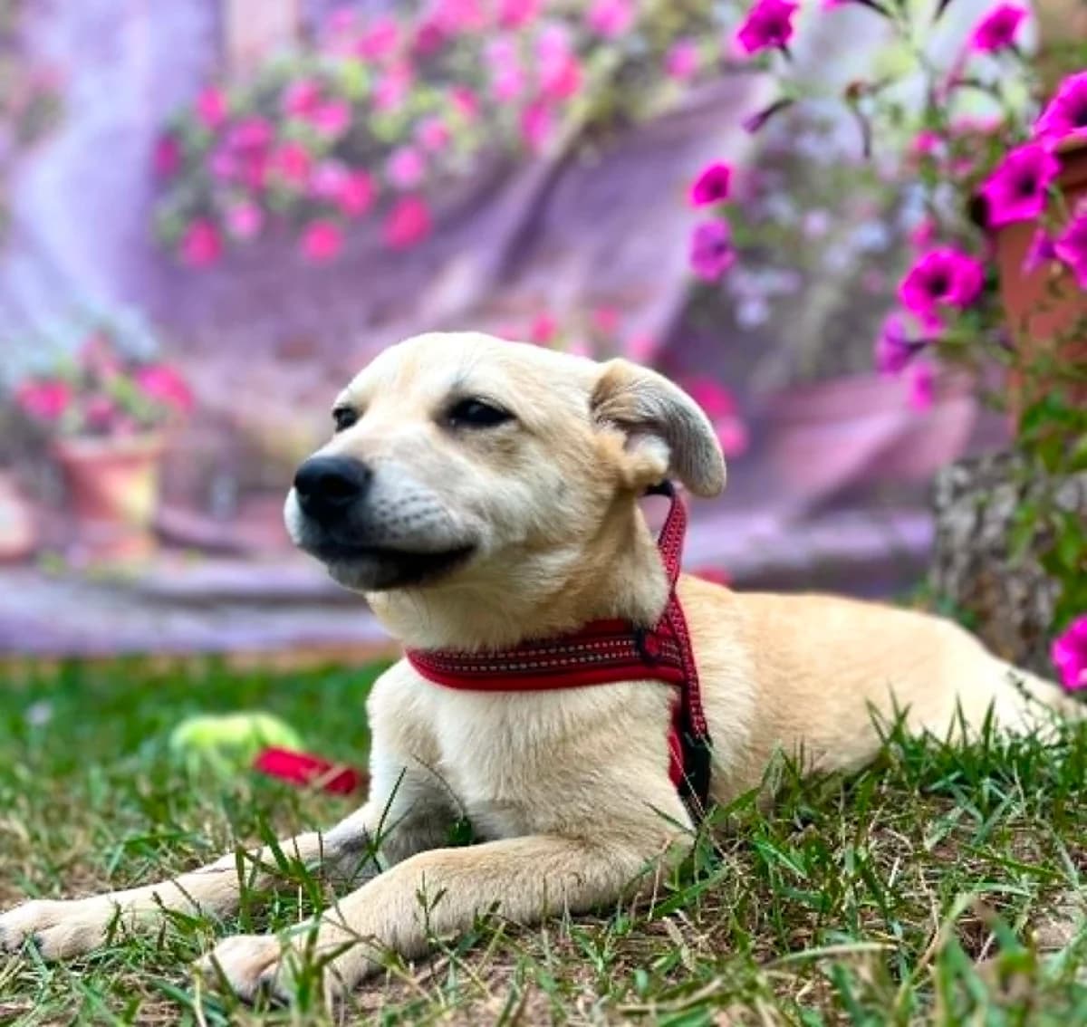 Miška, female puppy Mixed Breed for adoption at Malá farma