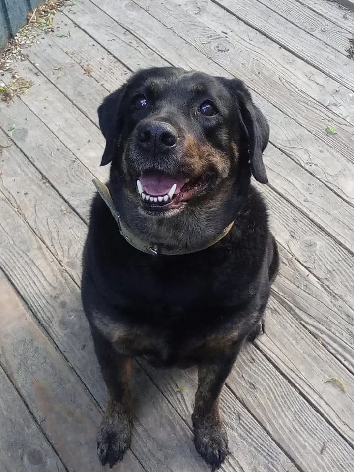 Nora, female senior Mixed Breed for adoption at Malá farma