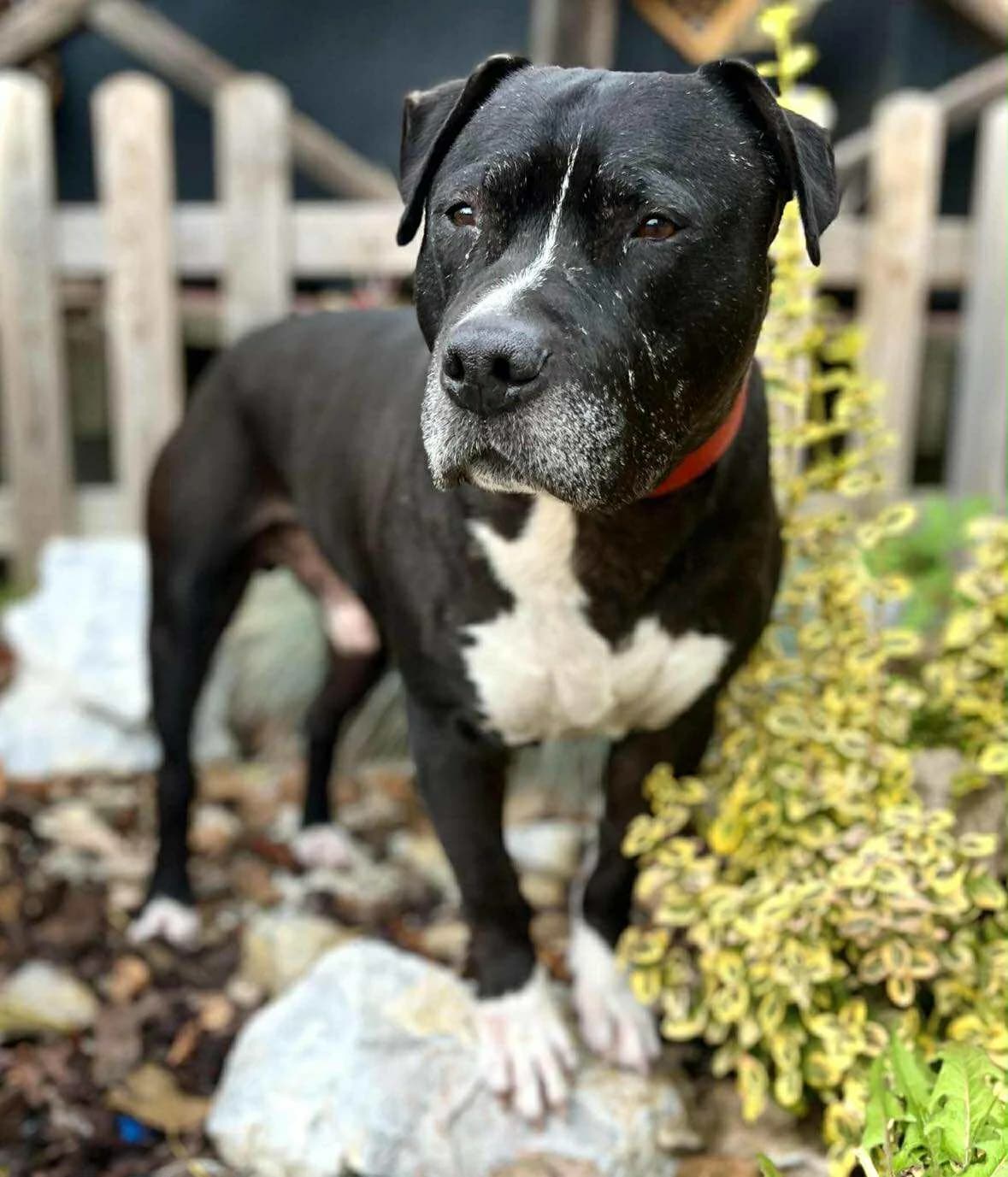 Odin, male senior Mixed Breed for adoption at Malá farma