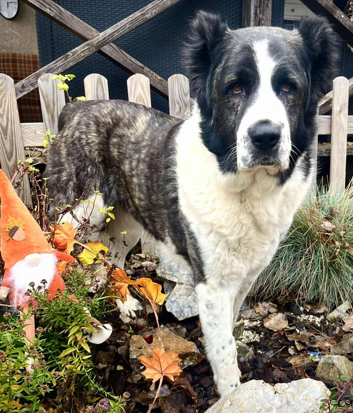 Olli, female 5yo Mixed Breed for adoption at Malá farma