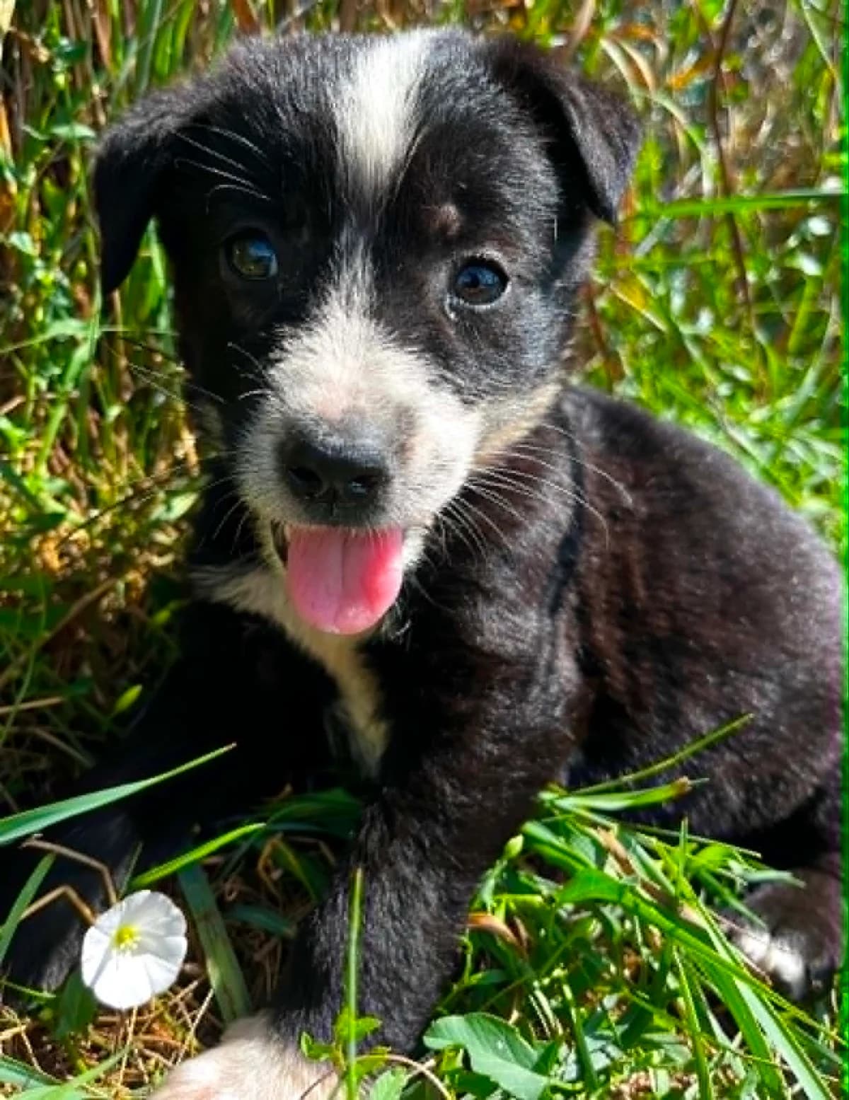 Panda, female puppy Mixed Breed for adoption at Malá farma