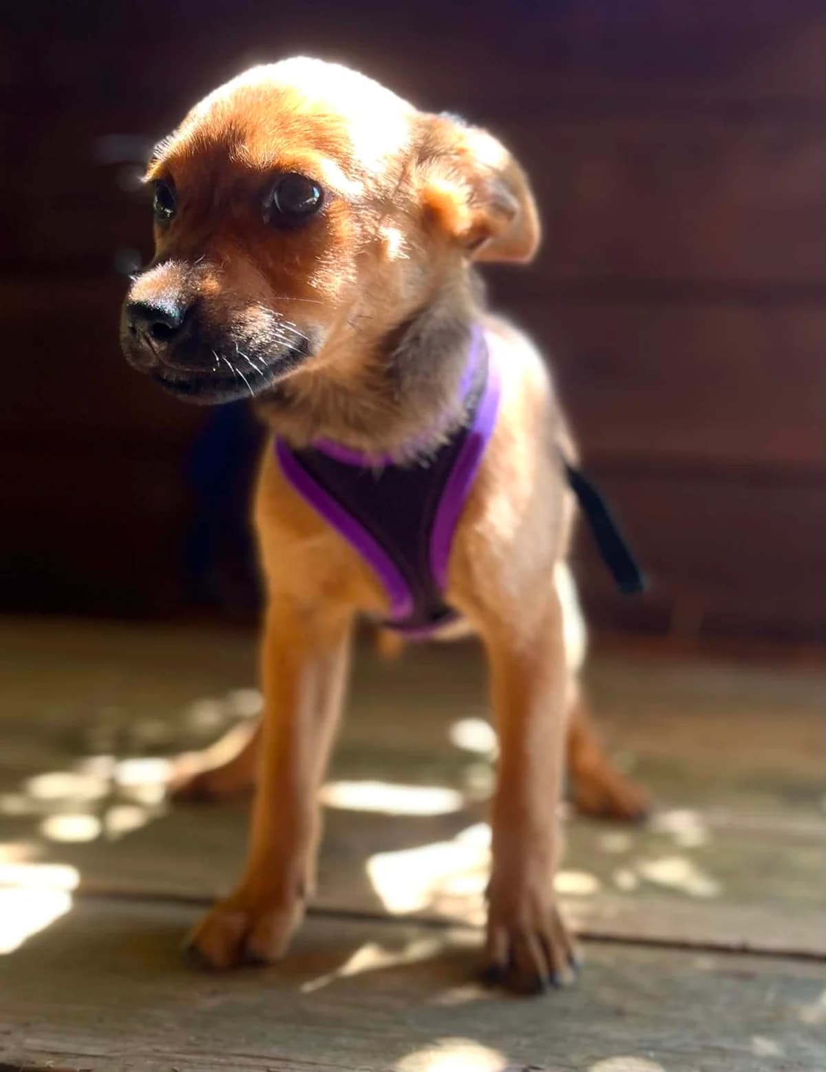 Penny, female puppy Mixed Breed for adoption at Malá farma