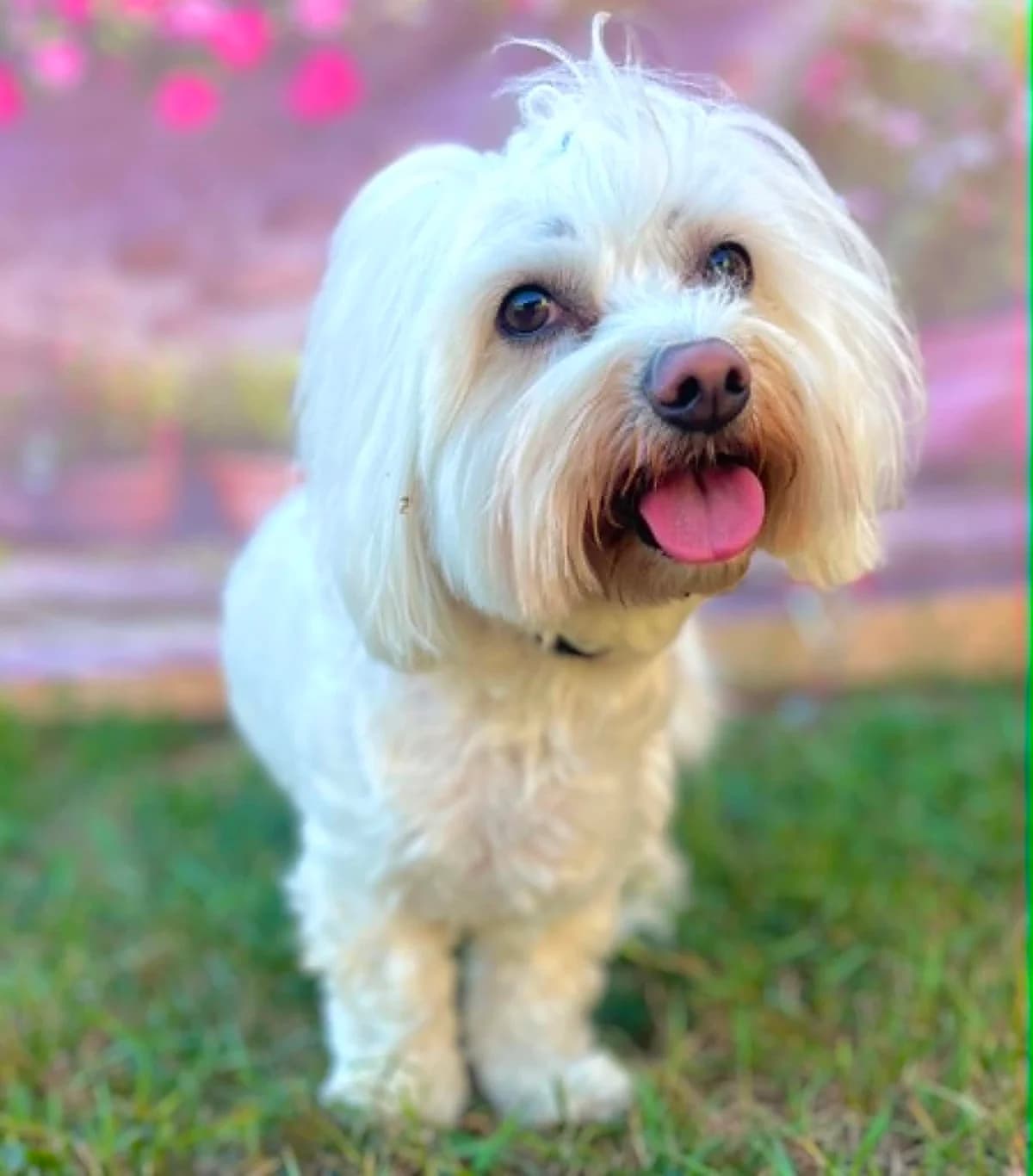 Quido, Mixed Breed (Malá farma)