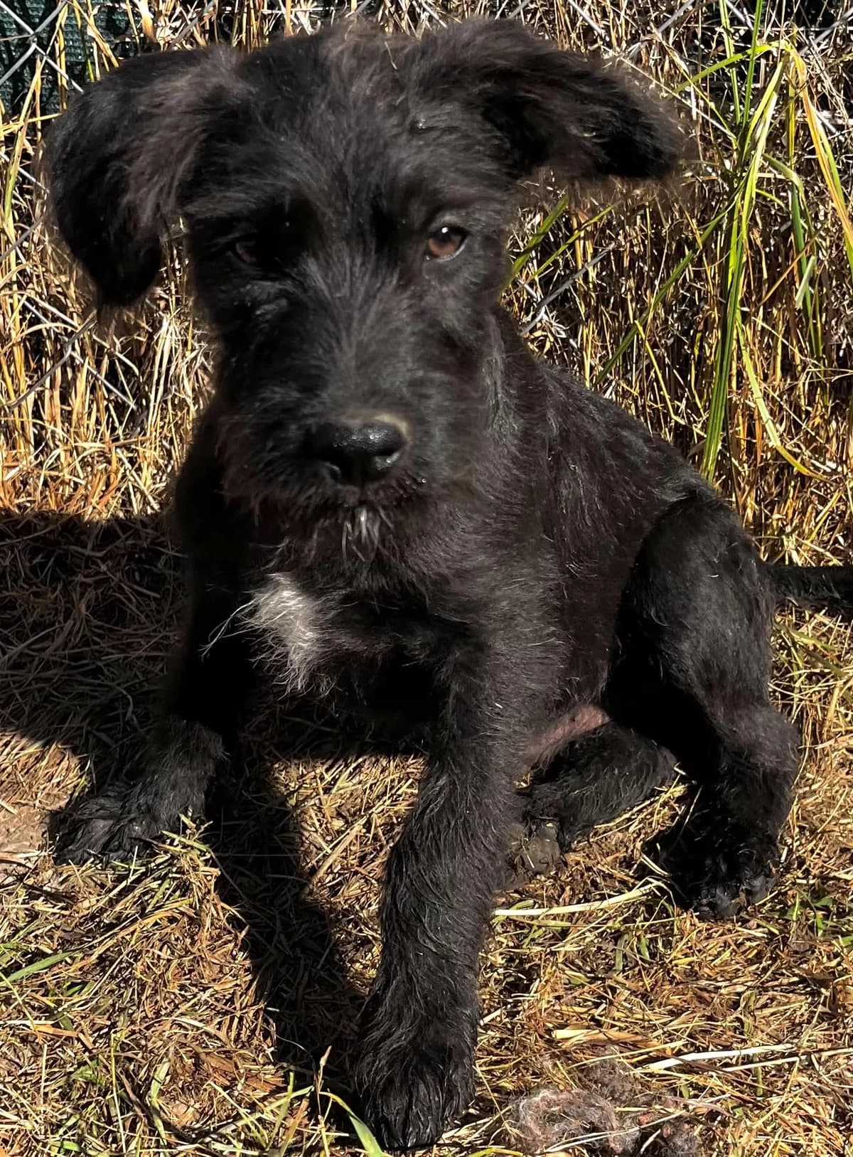 Relko, Mixed Breed (Malá farma)