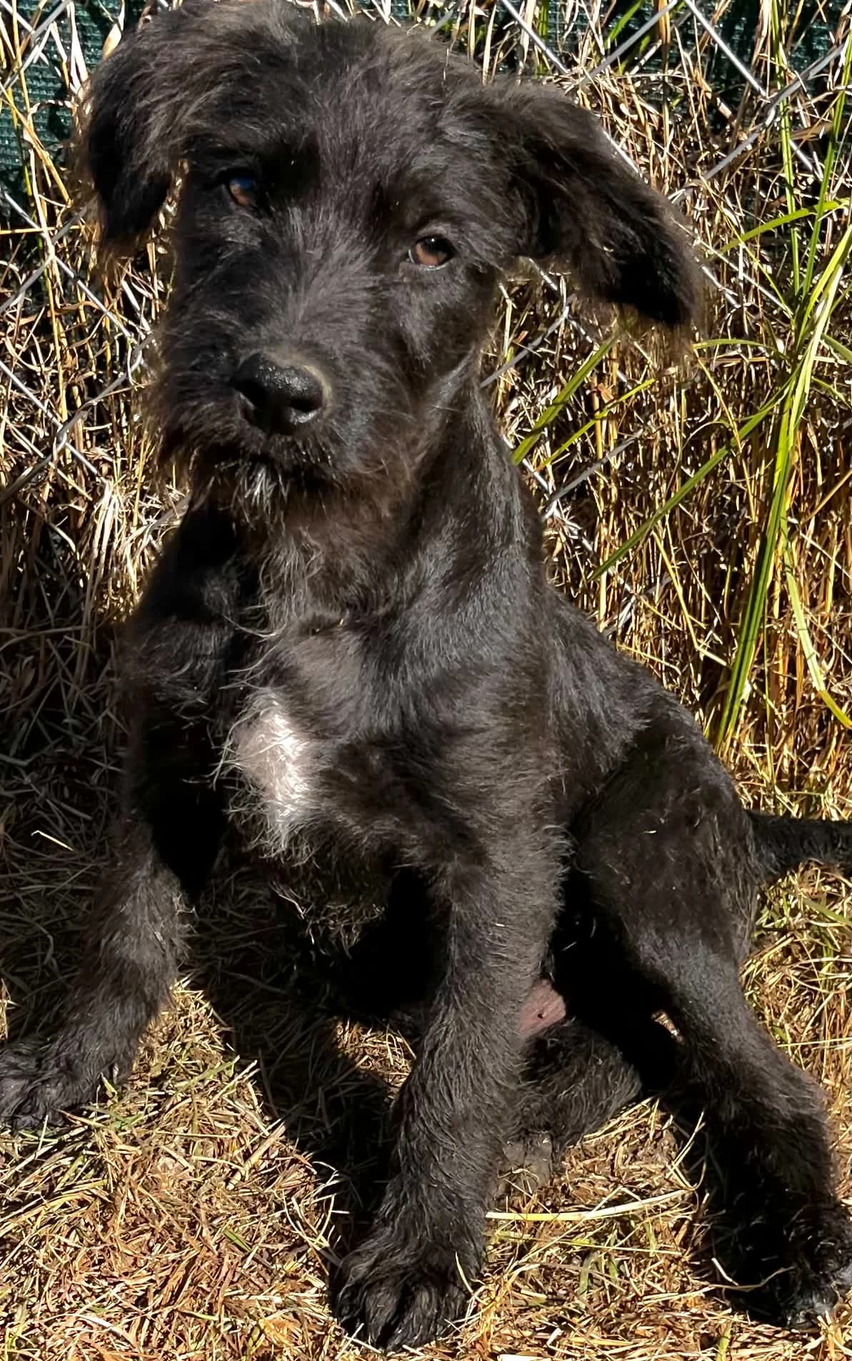 Relko, male puppy Mixed Breed for adoption at Malá farma