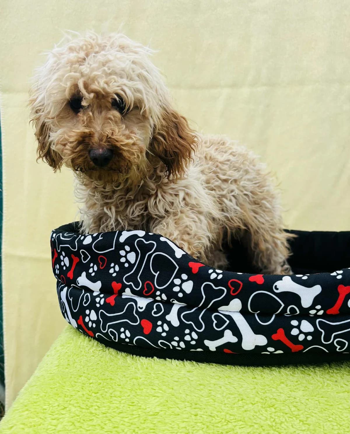 Riwa, female young Mixed Breed for adoption at Malá farma