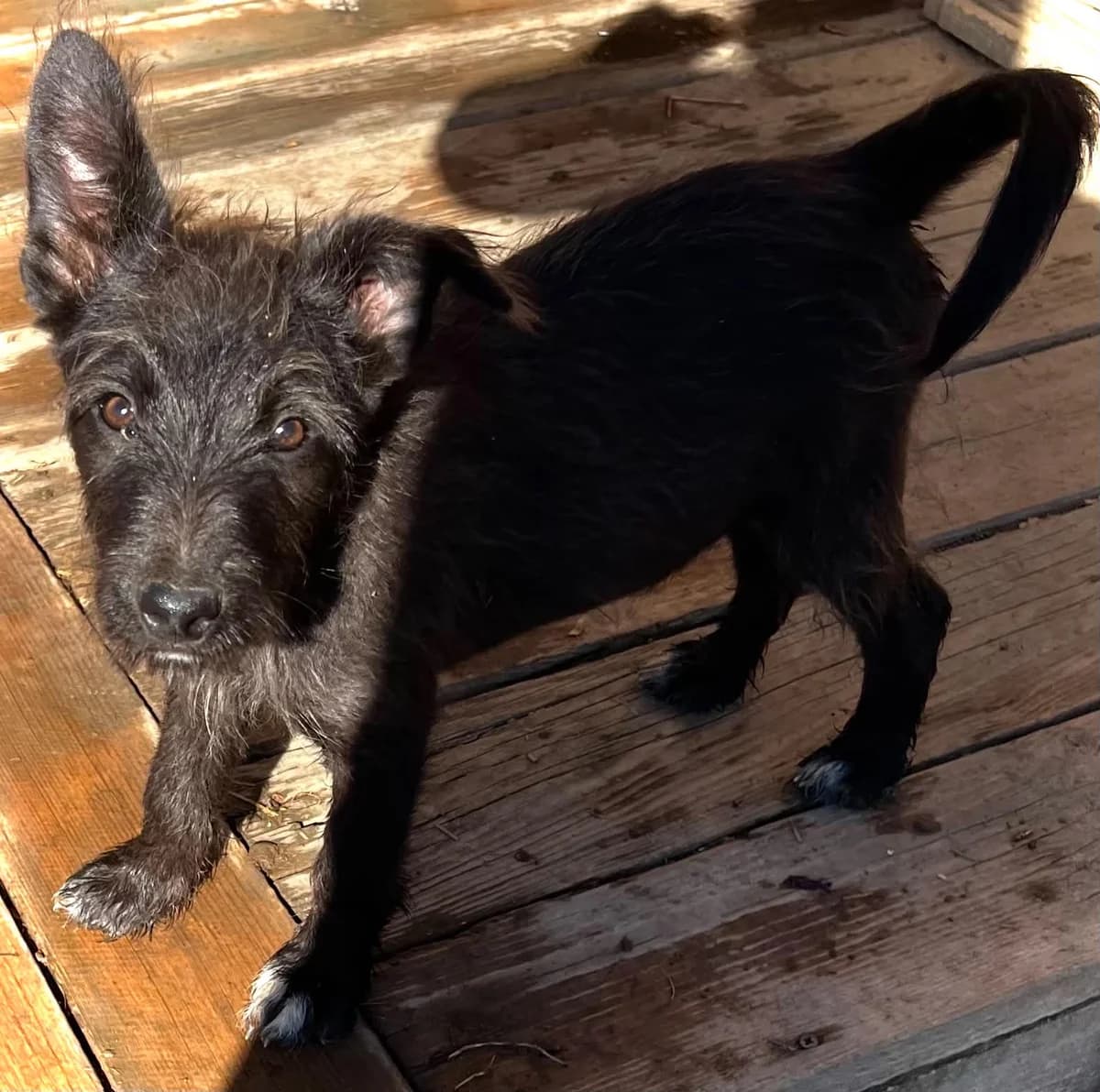 Romie, male puppy Mixed Breed for adoption at Malá farma