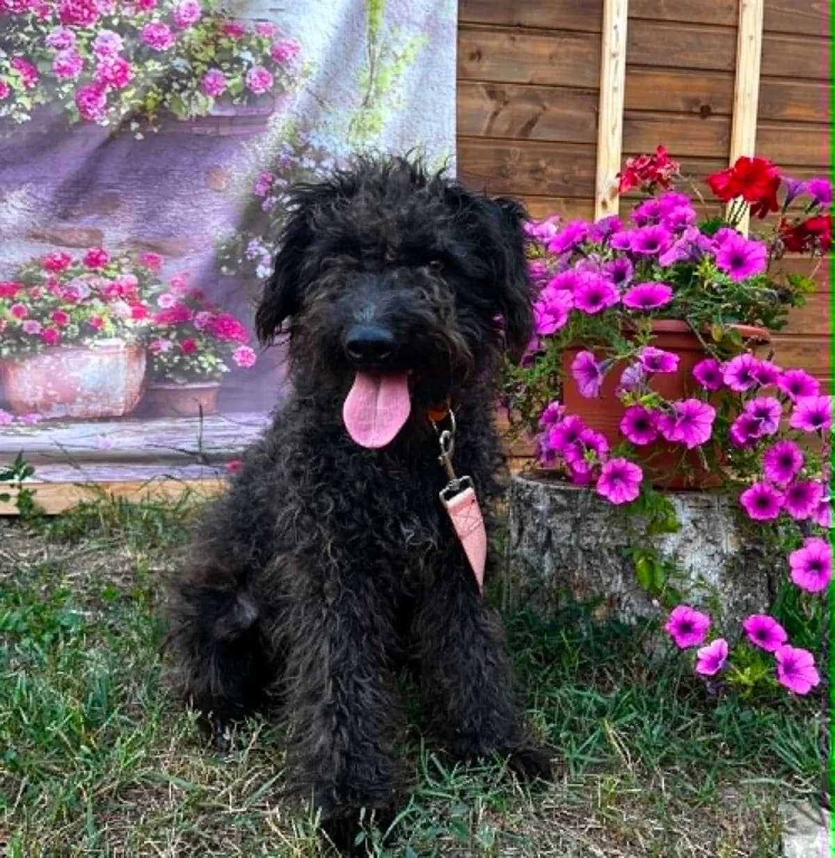 Rorrie, female young Mixed Breed for adoption at Malá farma