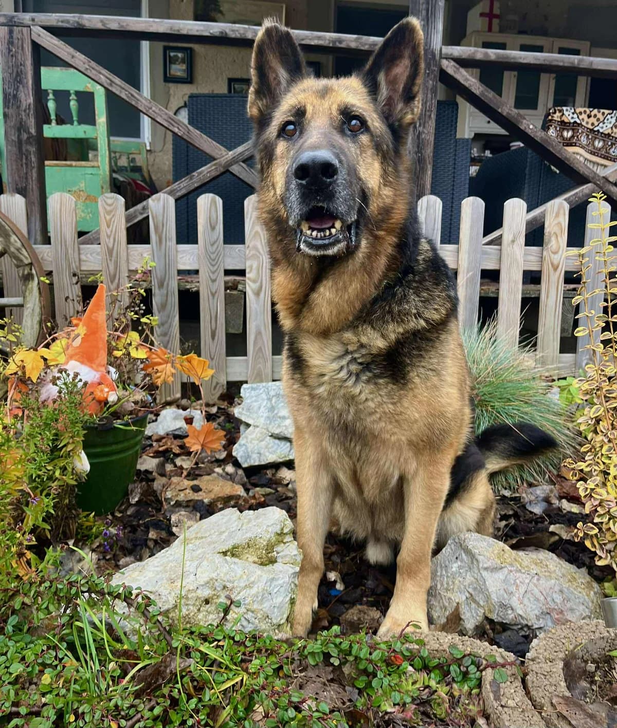 Samir, male 7yo Mixed Breed for adoption at Malá farma