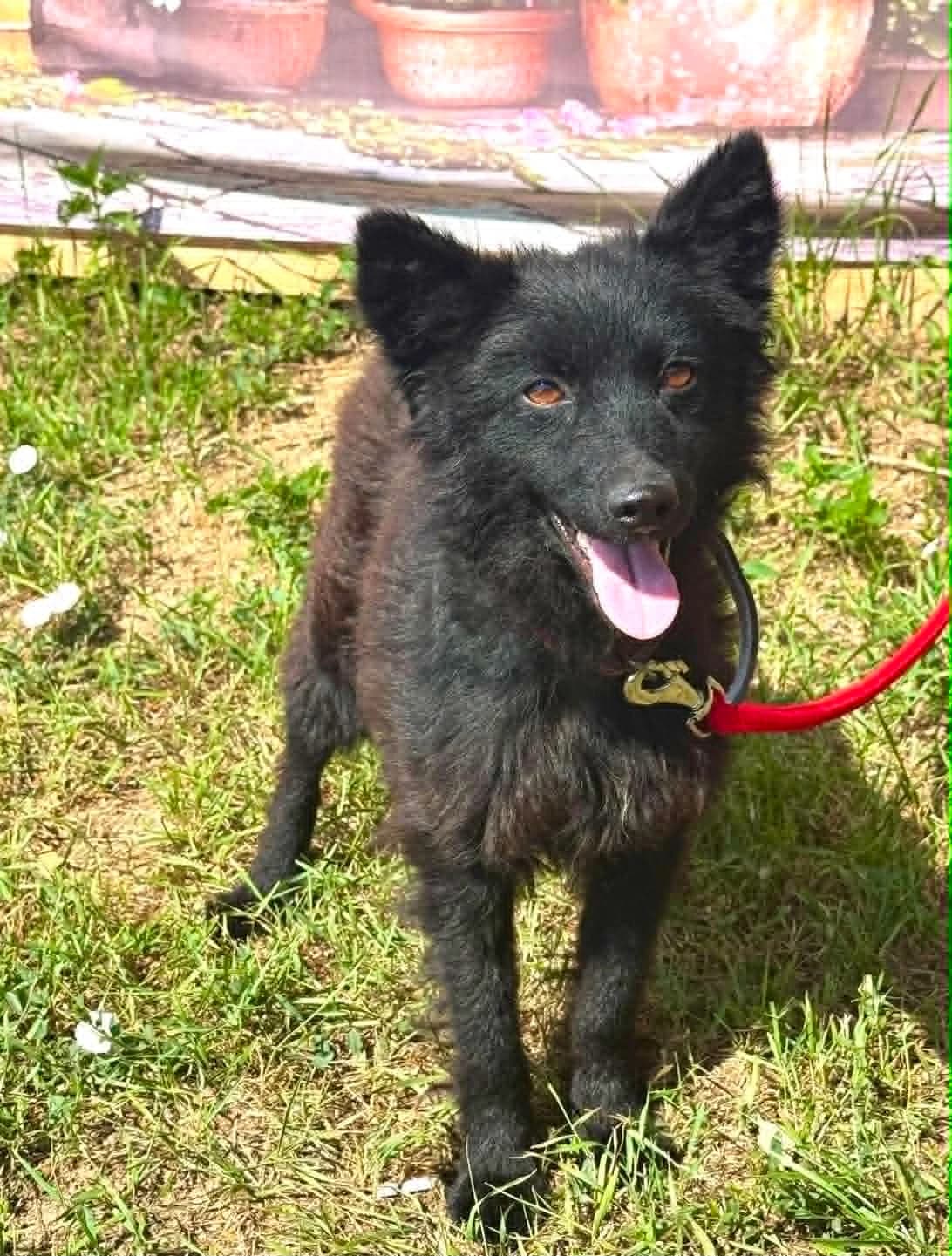 Sinka, Mixed Breed (Malá farma)