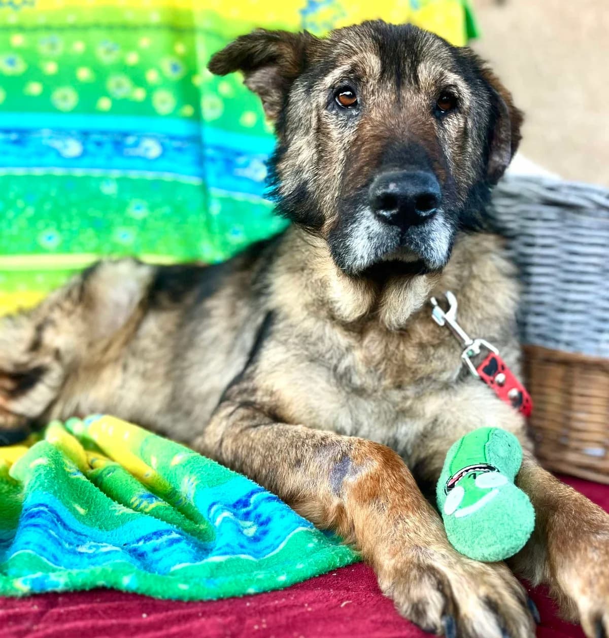 Sinulot, male senior Mixed Breed for adoption at Malá farma