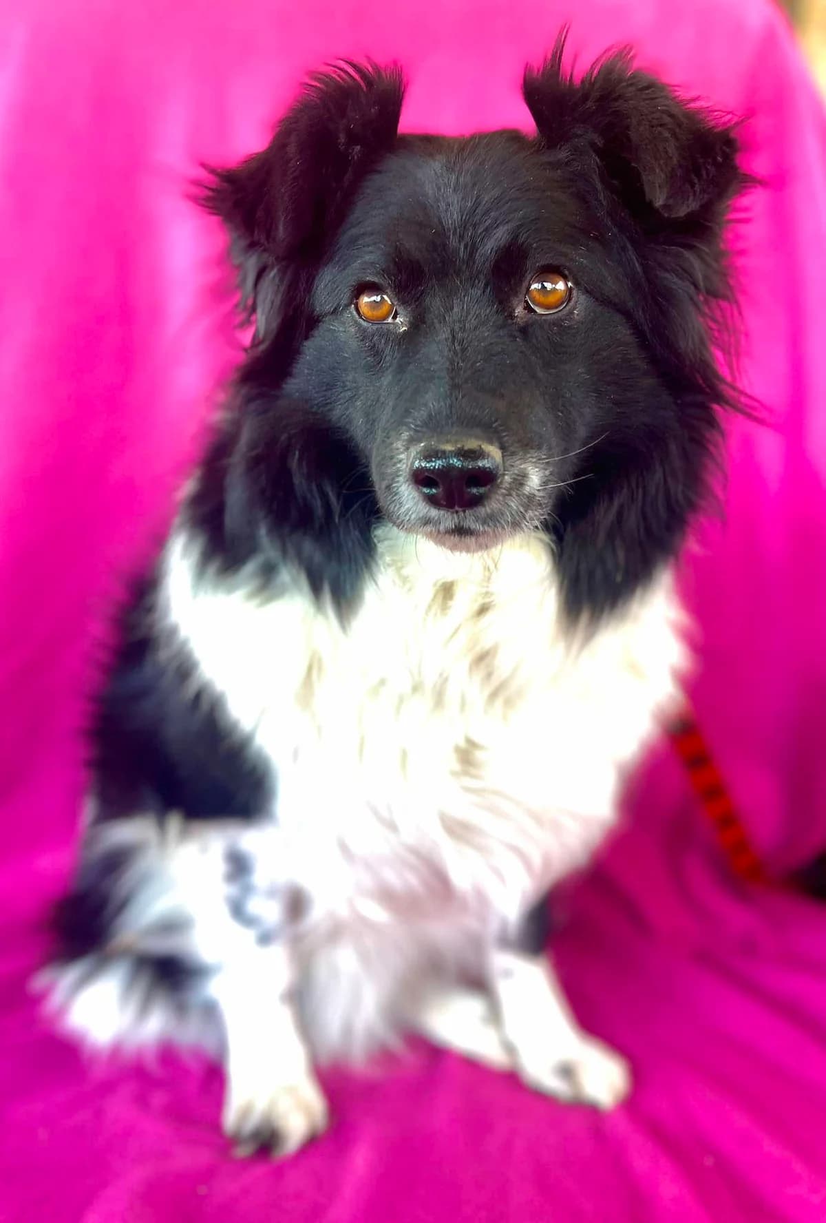 Sonička, female 5yo Mixed Breed for adoption at Malá farma