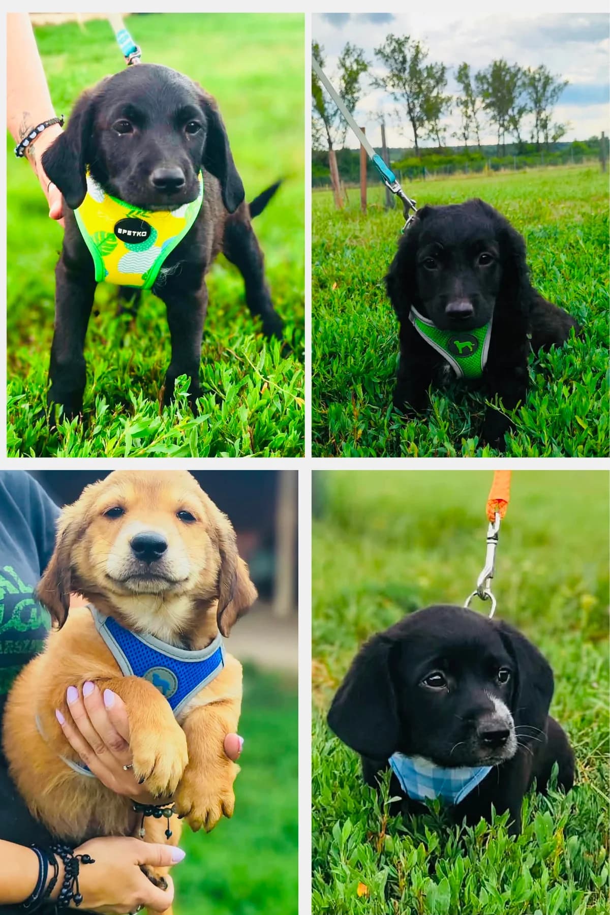 Šteniatka „E“, Mixed Breed (Malá farma)