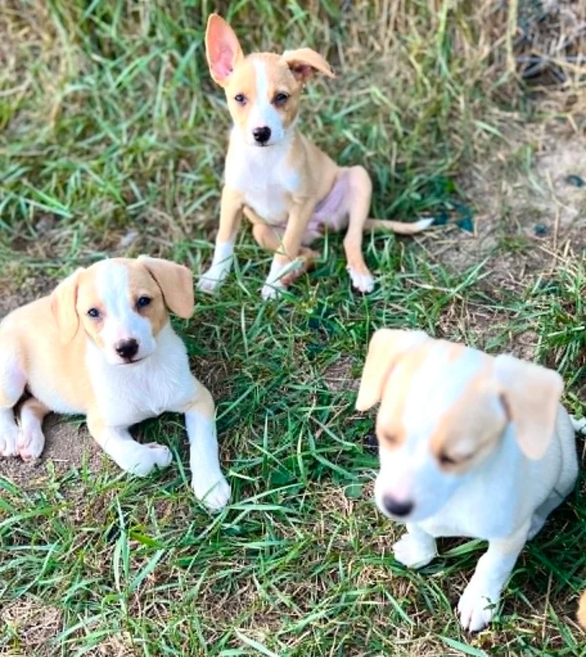 Šteniatka „V“, male puppy Mixed Breed for adoption at Malá farma