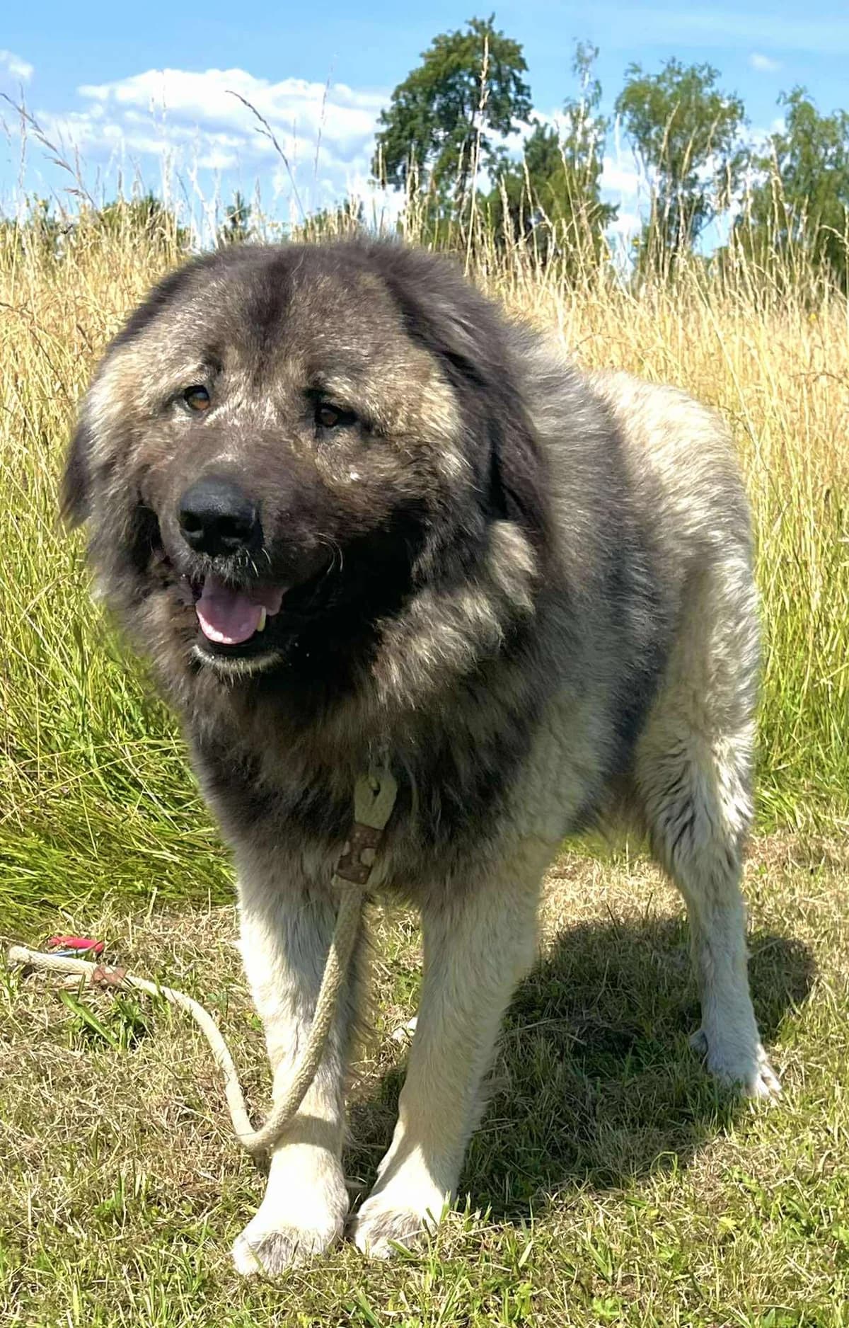 Zajruzs, male 3yo Mixed Breed for adoption at Malá farma