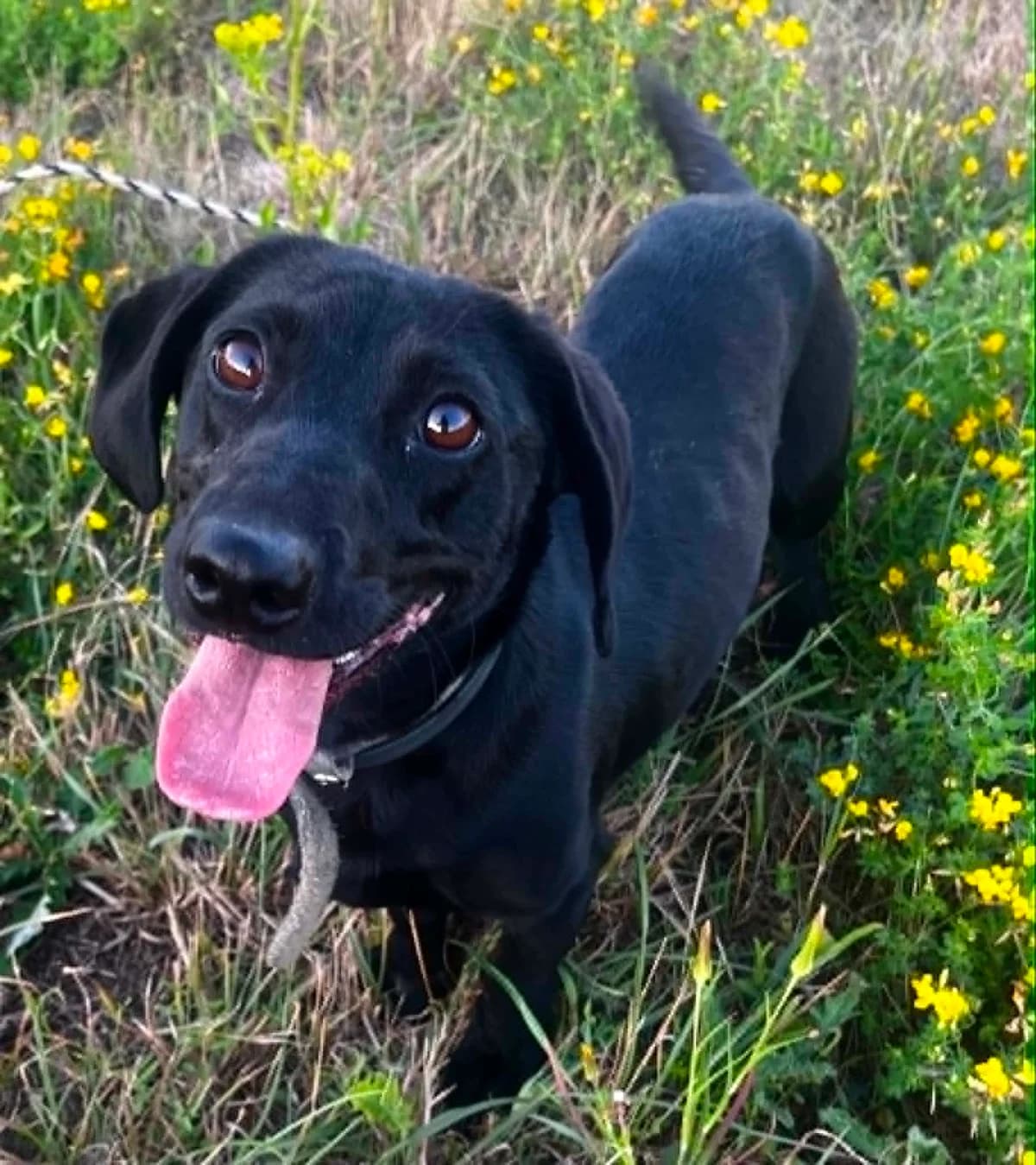 Zinnia, female young Mixed Breed for adoption at Malá farma