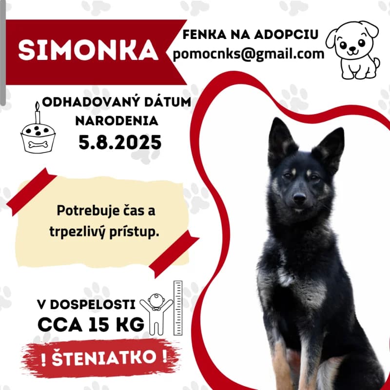 SIMONKA,  young Mixed Breed for adoption at OZ Na konci sveta