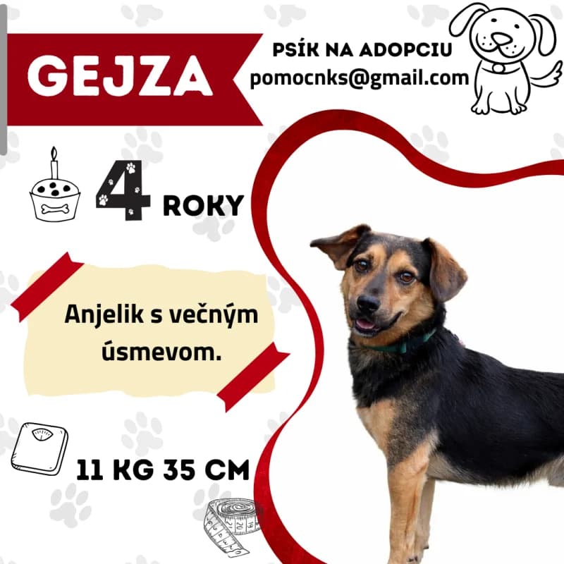 GEJZA,  5yo Mixed Breed for adoption at OZ Na konci sveta