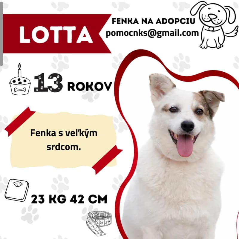 LOTTA,  senior Mixed Breed for adoption at OZ Na konci sveta