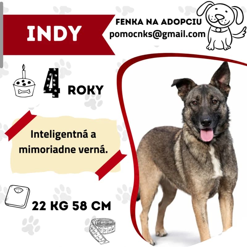 INDY, 5yo Mixed Breed for adoption at OZ Na konci sveta