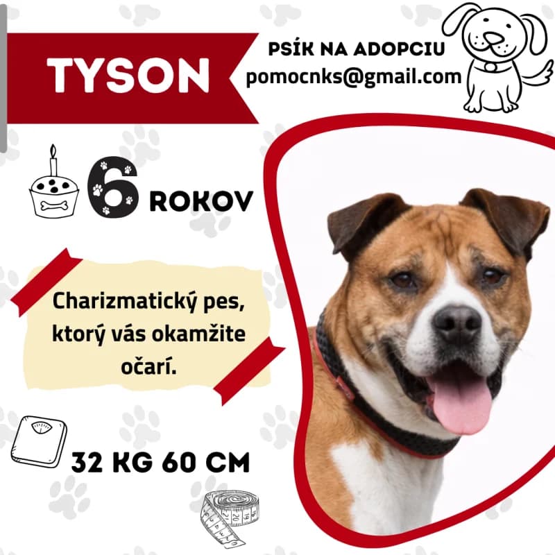 TYSON, 7yo Mixed Breed for adoption at OZ Na konci sveta