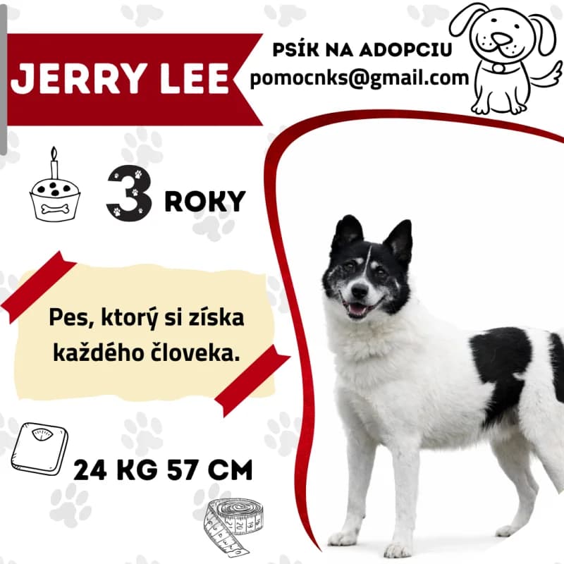 JERRY LEE,  4yo Mixed Breed for adoption at OZ Na konci sveta
