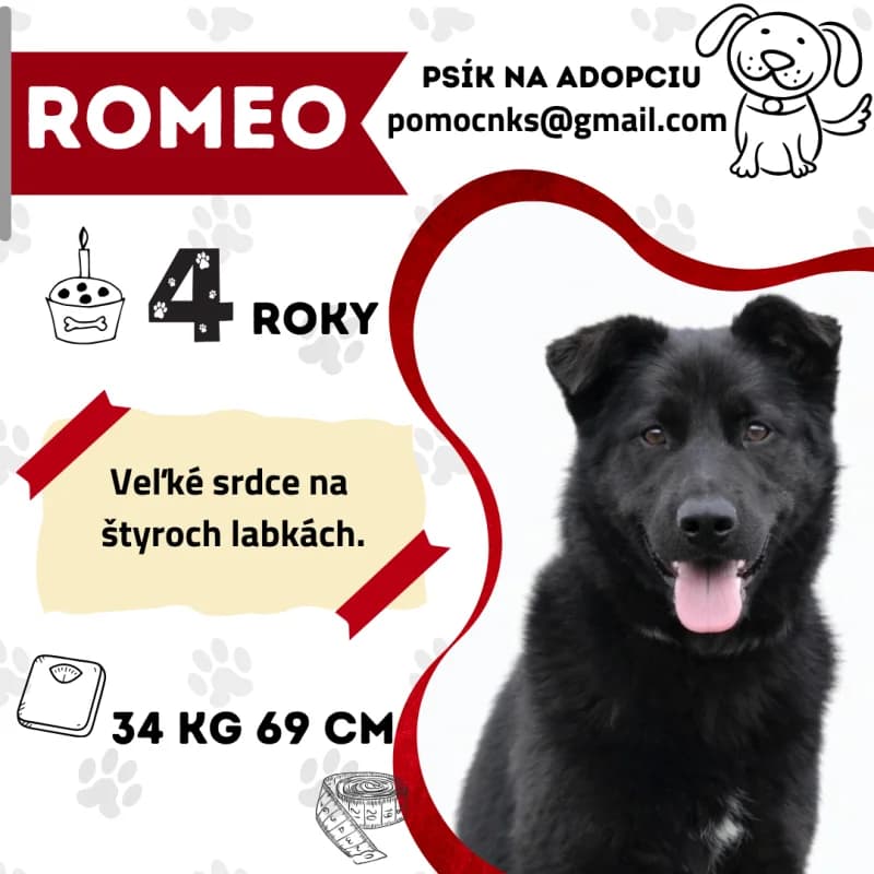 ROMEO, Mixed Breed for adoption at OZ Na konci sveta