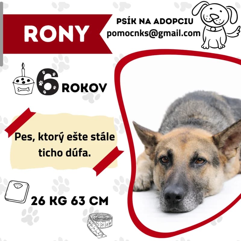RONY, 7yo Mixed Breed for adoption at OZ Na konci sveta