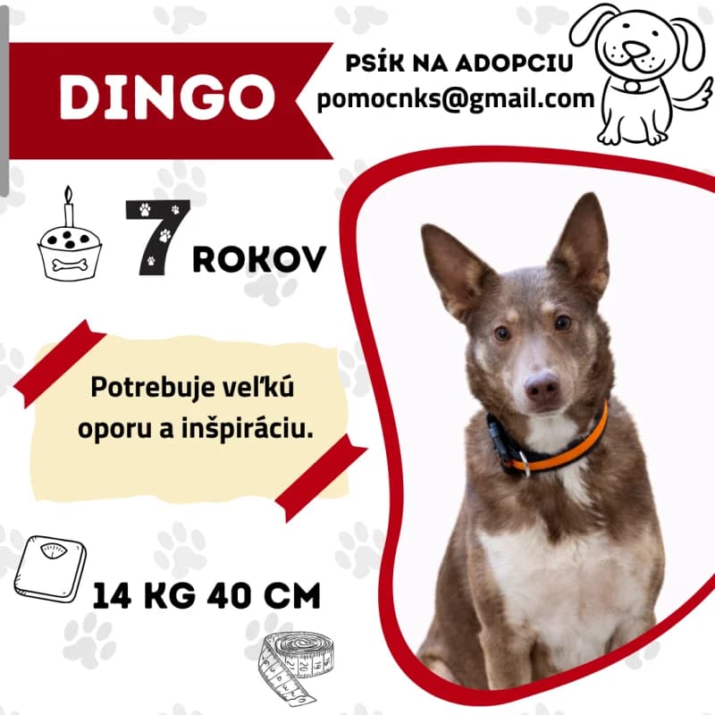 DINGO, 7yo Mixed Breed for adoption at OZ Na konci sveta